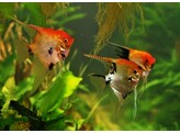 PTEROPHYLLUM SCALARE KOI RED 1 5-2