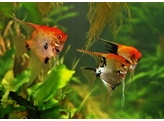 PTEROPHYLLUM SCALARE KOI RED 3-3 5