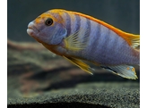 LABIDOCHROMIS HONGI RED TOP  3 5-4 5