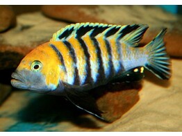 CYNOTILAPIA AFRA RED DORSAL 4-5