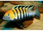 CYNOTILAPIA AFRA RED DORSAL 4-5