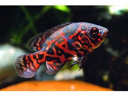 ASTRONOTUS OCELLATUS RED TIGER 10