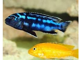 MELANOCHROMIS INTERRUPTUS 3 5-4