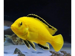 LABIDOCHROMIS CAERULEUS YELLOW 4-5