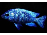 PLACIDOCHROMIS PHENOCHILUS LUPINGU 4-5