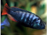 HAPLOCHROMIS/PUNDAMILIA NYEREREI PYTH. ISL. 4-5