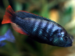 HAPLOCHROMIS/PUNDAMILIA NYEREREI PYTH. ISL. 4-5