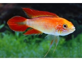 APISTOGRAMMA AGASSIZII SUPER RED 3 5-4