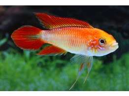 APISTOGRAMMA AGASSIZII SUPER RED 3 5-4