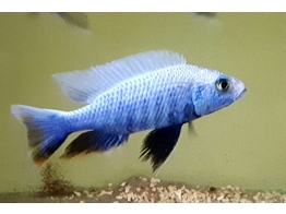 SCIAENOCHROMIS FRYERI MALERI ICEBERG 5-6