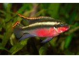 PELVICACHROMIS PULCHER SUPER RED L