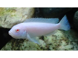 MELANOCHROMIS SP. MAINGANO/CYANEORHABDOS 5-6