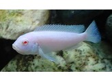 MELANOCHROMIS SP. MAINGANO/CYANEORHABDOS 5-6