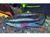 PELVICACHROMIS PULCHER BLUE F1 4-5