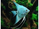 PTEROPHYLLUM SCALARE COBALT BLUE 3