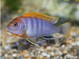 LABIDOCHROMIS HONGI ORANGE 3-4