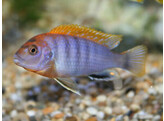 LABIDOCHROMIS HONGI ORANGE 3-4