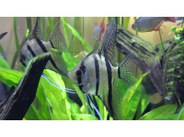 PTEROPHYLLUM SCALARE RIO NEGRO 4-5