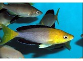 CYPRICHROMIS LEPTOSOMA YELLOW HEAD 4-5