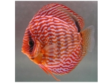 SYMPHYSODON A. SSP RED TURQUOISE 7