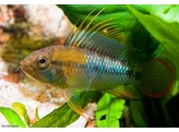 APISTOGRAMMA BAENSCHI-INCA 3-3 5