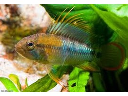 APISTOGRAMMA BAENSCHI-INCA 3-3 5