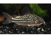 CORYDORAS ELEGANS XXL