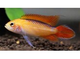 APISTOGRAMMA AGASSIZII FIRE RED XL