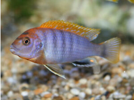 LABIDOCHROMIS HONGI ORANGE 5-6