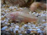 CORYDORAS SCHULTZEI ALBINO XL