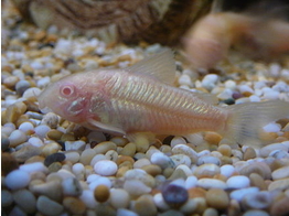 CORYDORAS SCHULTZEI ALBINO XL