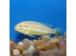 MELANOCHROMIS AURATUS ALBINO 5-6