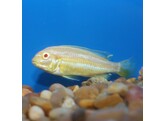 MELANOCHROMIS AURATUS ALBINO 5-6