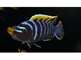 CYNOTILAPIA AFRA RED TOP LIKOMA 4-5