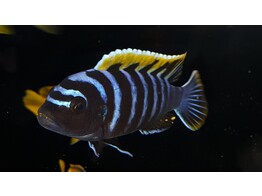 CYNOTILAPIA AFRA RED TOP LIKOMA 4-5