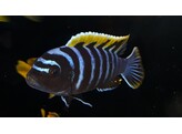 CYNOTILAPIA AFRA RED TOP LIKOMA 4-5