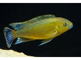 PSEUDOTROPHEUS WILLIAMSI BLUE LIPS 4-5