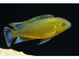 PSEUDOTROPHEUS WILLIAMSI BLUE LIPS 4-5