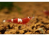 CARIDINA RED/WHITE BEE 1-1 5