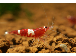 CARIDINA RED/WHITE BEE 1-1 5