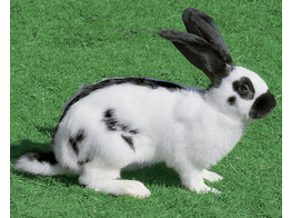 Vlinderkonijn - Lapin Pappillon man/male  NV   B