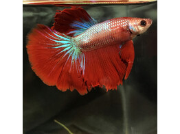 BETTA SPLENDENS SUPER DELTA MALE AA SELECTION XXL