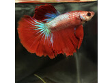 BETTA SPLENDENS SUPER DELTA MALE AA SELECTION XXL