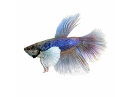 BETTA SPLENDENS ELEPHANT EAR MALE 4