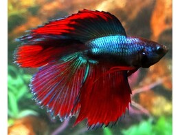 BETTA SPLENDENS DOUBLE TAIL MALE AA SELECTION XXL