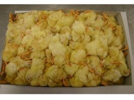 Diepvrieskuikens / poussins congeles 10kg