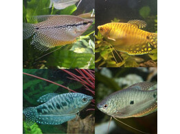 Trichogaster sp. / Goeramie assorted - gouramis assorti M