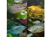 Trichogaster sp. / Goeramie assorted - gouramis assorti M