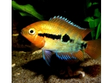 HEROTILAPIA MULTISPINOSA 4 5-6