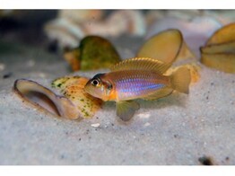 LAMPROLOGUS OCELATUS GOLD 2-2 5